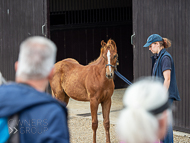 KS300622-85 - Cupboard Love's foal by Territories